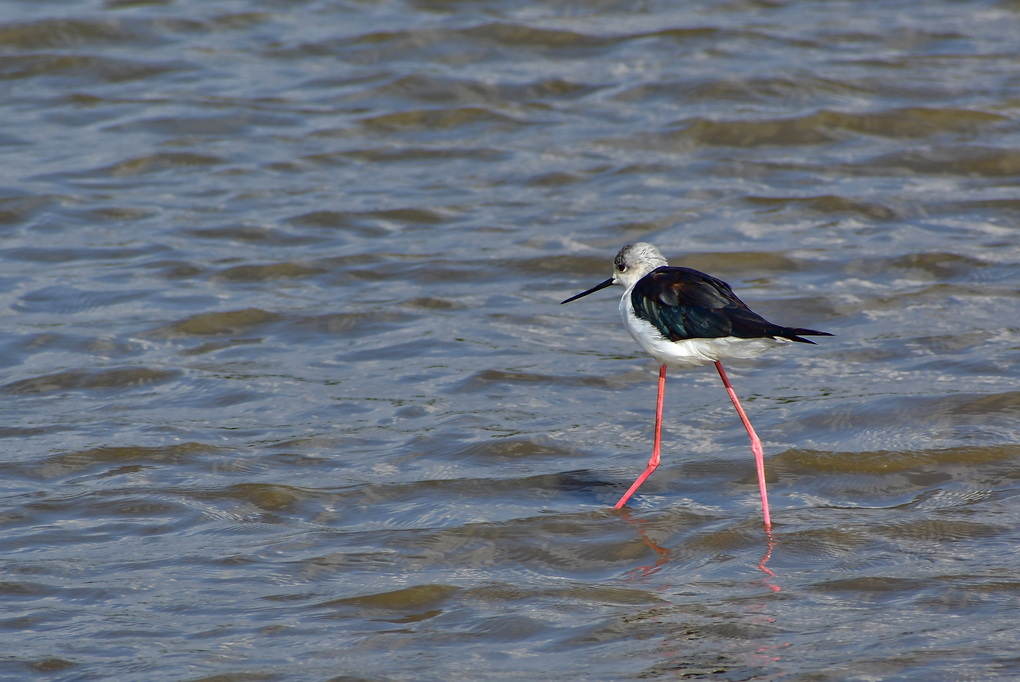 Nairobi National Park